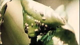 Dancing Aphids - Radar Excitation - John Ott  - www.naturalenergyworks.net