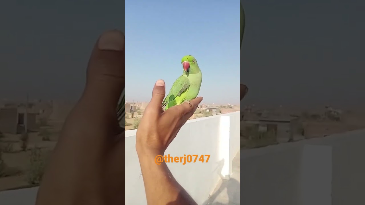 Tota Maina Ki Kahani Song by Kishore Kumar 