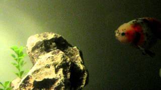 MVI_0322.AVI