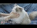 猫アレルギーでも猫と暮らす6つの予防法と対策アイテム｜ラグドール猫 #67