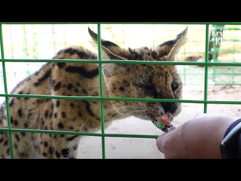 Video: Vem är Serval