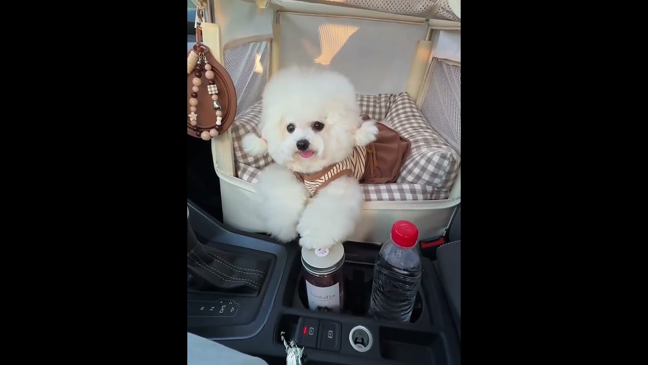 When You Can’t Say No to That Face... 🥺🐶 #Shorts #foryou
