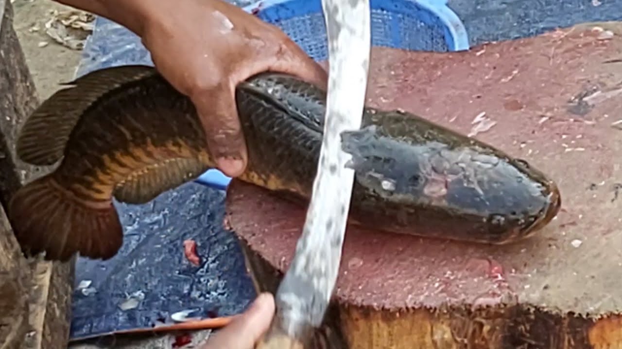 Amazing Sola Fish Cutting Skills Live in Fish Market NEW TECHNIQUE 2021 PART 03