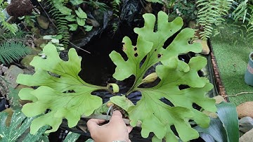 Các loại ổ rồng, cách phân biệt ổ rồng Việt Nam và ổ rồng ngoại