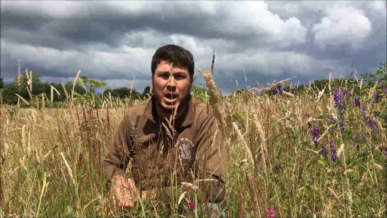 5 'Secret Spots' in Cardiff's Parks - #1 Hailey Park Meadow