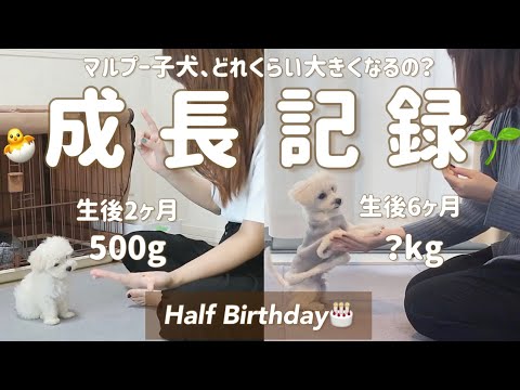 【成長記録】マルプー子犬、生後2ヶ月~6ヶ月の成長記録を公開。夫婦とわんこの思い出Vlog。【Half Birthday🎂】マルチーズ×トイプードル