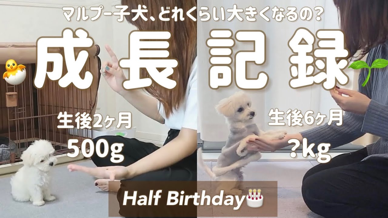 成長記録 マルプー子犬 生後2ヶ月 6ヶ月の成長記録を公開 夫婦とわんこの思い出vlog Half Birthday マルチーズ トイプードル Youtube 成長記録 マルプー子犬 生後2ヶ月 6ヶ月の成長記録を公開 夫婦とわんこの思い出vlog Half Birthday マルチーズ トイプードル Youtube