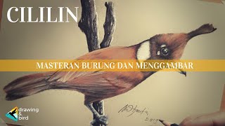 MENGGAMBAR BURUNG CILILIN! Burung Masteran Paling Favorit Bagi Kicau Mania