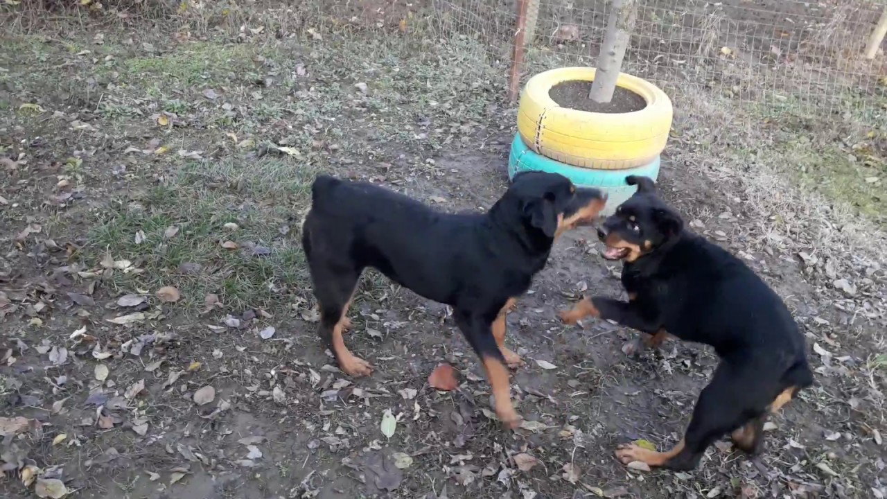 PLAYING TWO PUPPY ROTTWEILER FEMALE - YouTube