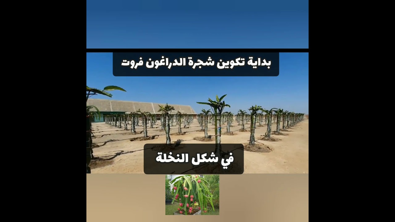 نجاح زراعة فاكهة التنين في الأراضي الرملية - Dragon fruit cultivation success in sandy lands
