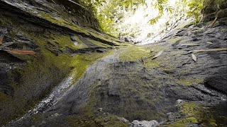 Gentle Stream in Quiet Forest | Pure Nature ASMR | No Birdsong | 4K Live
