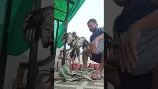 Download Lagu aseel training shorts, aseel ko taiyar kese kre , #aseel asil #javaaseel #shorts #shortvideo #virel MP3 Download Lagu aseel training shorts, aseel ko taiyar kese kre , #aseel asil #javaaseel #shorts #shortvideo #virel MP3