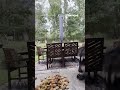 Raccoon SCARES OFF deer trying to steal its food