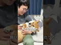 【笑神降臨】えっほえっほしたら殴られました🥺 #柴犬 #shorts