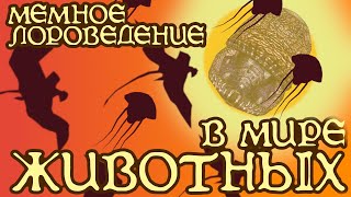 видео: Бестиарий Морровинда | Существа | The Elder Scrolls картинка: Бестиарий Морровинда | Существа | The Elder Scrolls