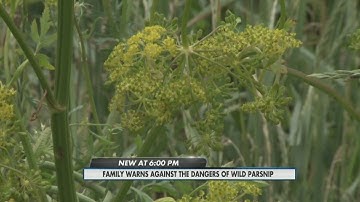 Family warns of wild parsnip danger