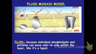 Unit 7: The Cell Membrane Structure and Transport Video Lesson