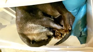 The next thing I know, there's an otter sleeping soundly in a drawer [Otter life Day 439]