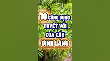 CÂY ĐINH LĂNG CÓ TÁC DỤNG GÌ?  #chamsocsuckhoe #caydinhlang  #nhipsongxanh #songkhoemoingay