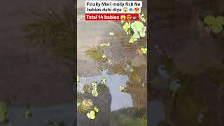 😱❤️finally Meri molly fish Ne babies dehi diye 🐟 #mollyfish #baby #pond #shorts #viral
