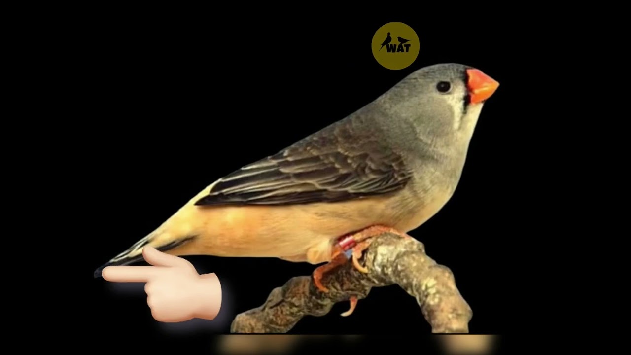 طفرات الزيبرا فينش الحلقة الاولى : الجزء ‏الثاني - تصنيف طفرة البلاك برست في الاناث