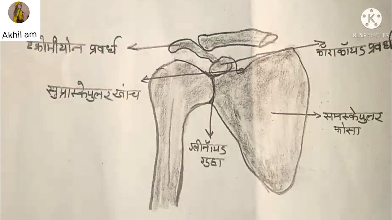 Pectoral Girdle Diagram