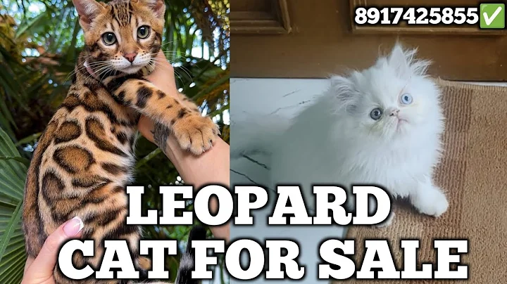 Video 10939781: persian siamese cat, bengal cat siamese, bengal cat exotic