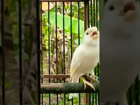 Birds Lovebirds Birdsounds Birdsong Animals Fringuello طفرات El Kekuatan قوة
