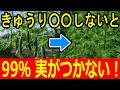 【警告】キュウリ ツルを切らないと99%実がつきません｜収穫を長く続ける摘心と子づる管理