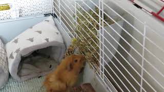 Foin Bio 20L Hamiform Spécial Rongeurs - Zoomalia