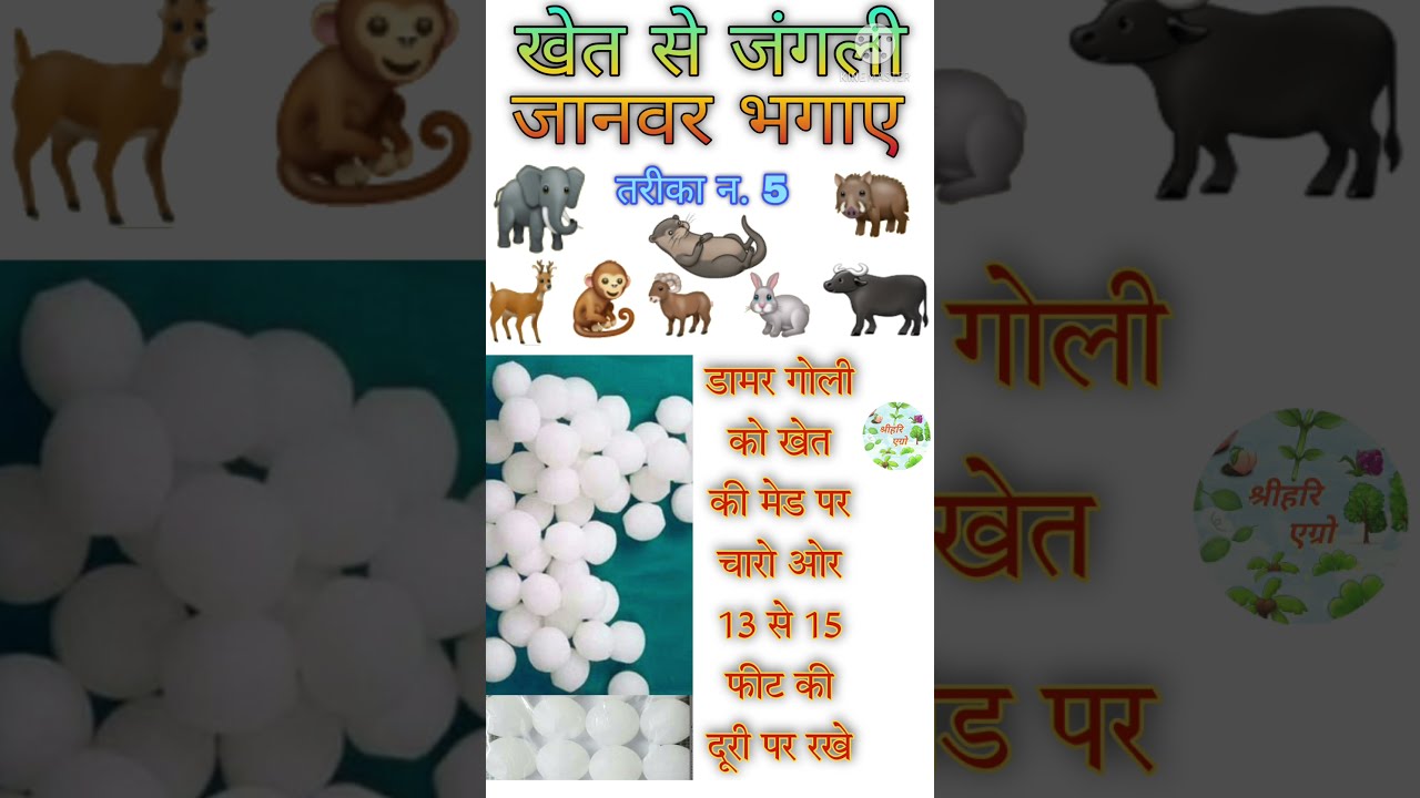 Watch Suar, Nilgai Khet me nahi ayege | jangli janwar bhagane k upay tarike on YouTube Watch Suar, Nilgai Khet me nahi ayege | jangli janwar bhagane k upay tarike on YouTube