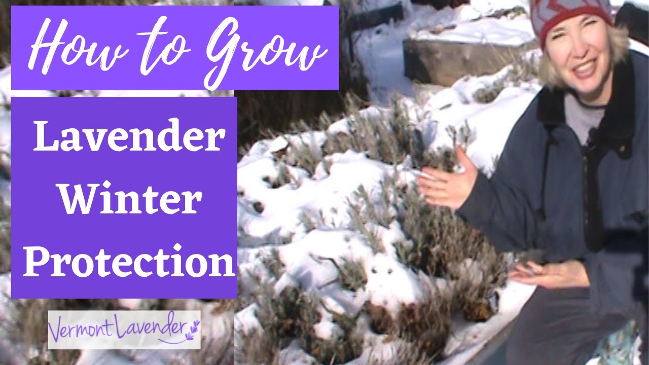 Growing Lavender | Winter Protection | Cold Climate | Vermont Lavender |  VLOG