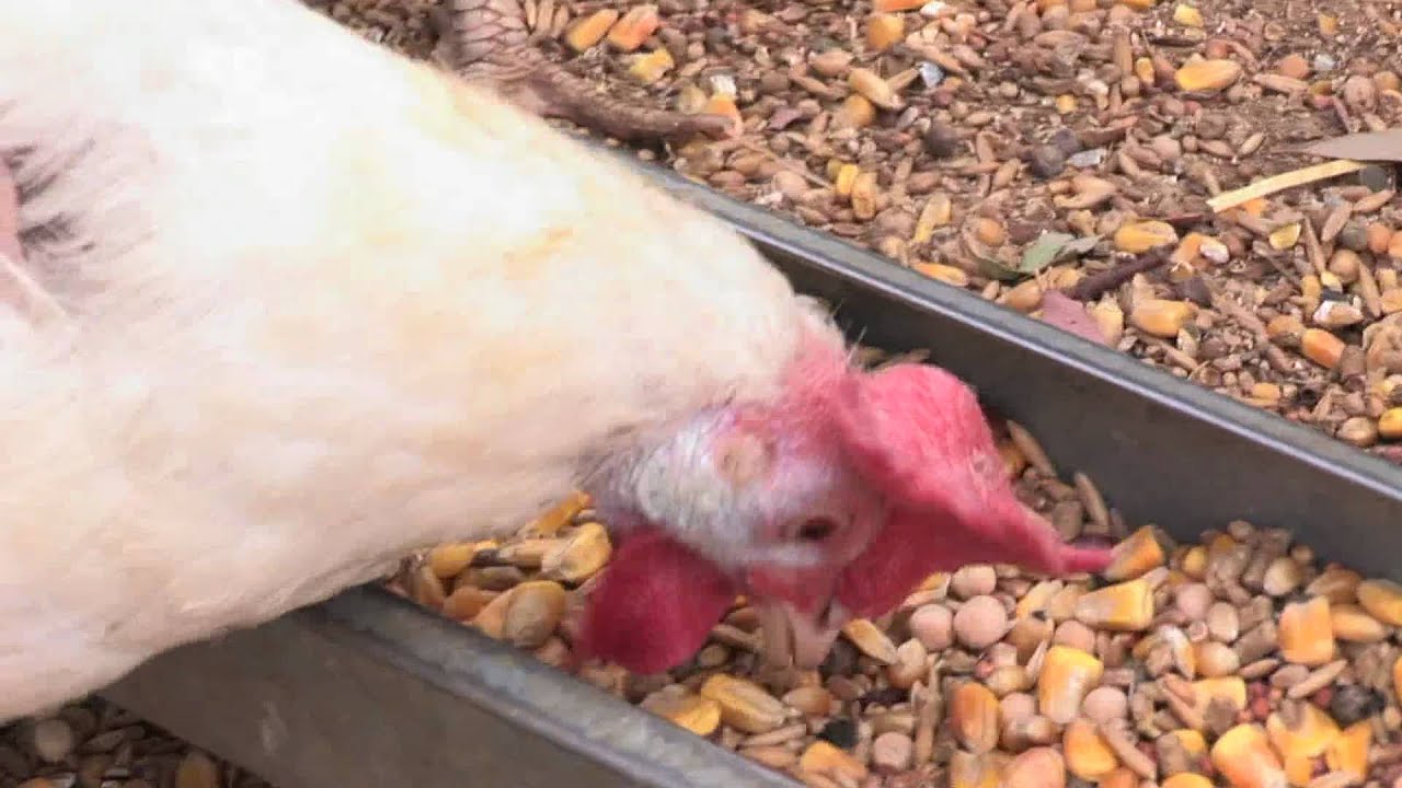 Chicken Eating_Close Up_Animal Acres pecking order theory pdf