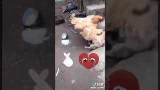 Dog fight with cock funy video :)