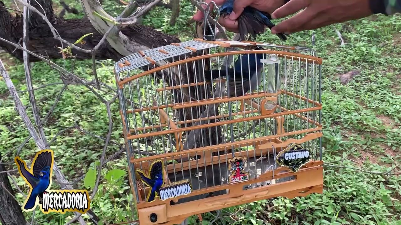 Azulão Mercadoria 1º 27/02/2026🙏🏾