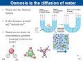 Lab 8 Diffusion and Osmosis