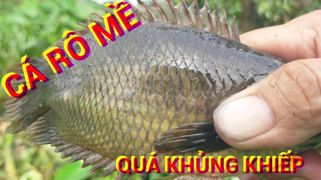 Quá trời cá rô đồng TO luôn