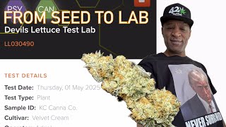 From Seed to Lab. No Commentations. Self-explanatory.