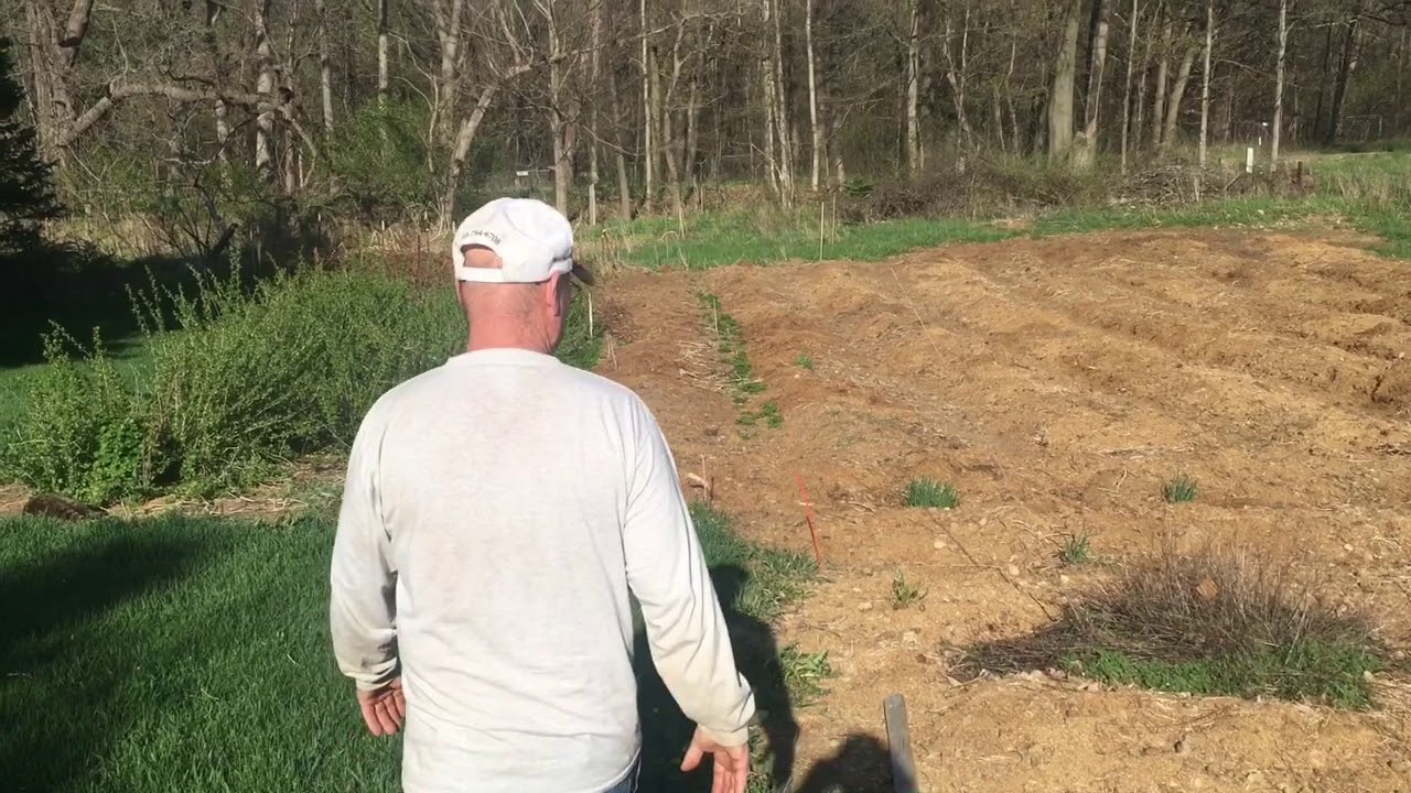 Harvesting Fall Planted Vegetables - YouTube