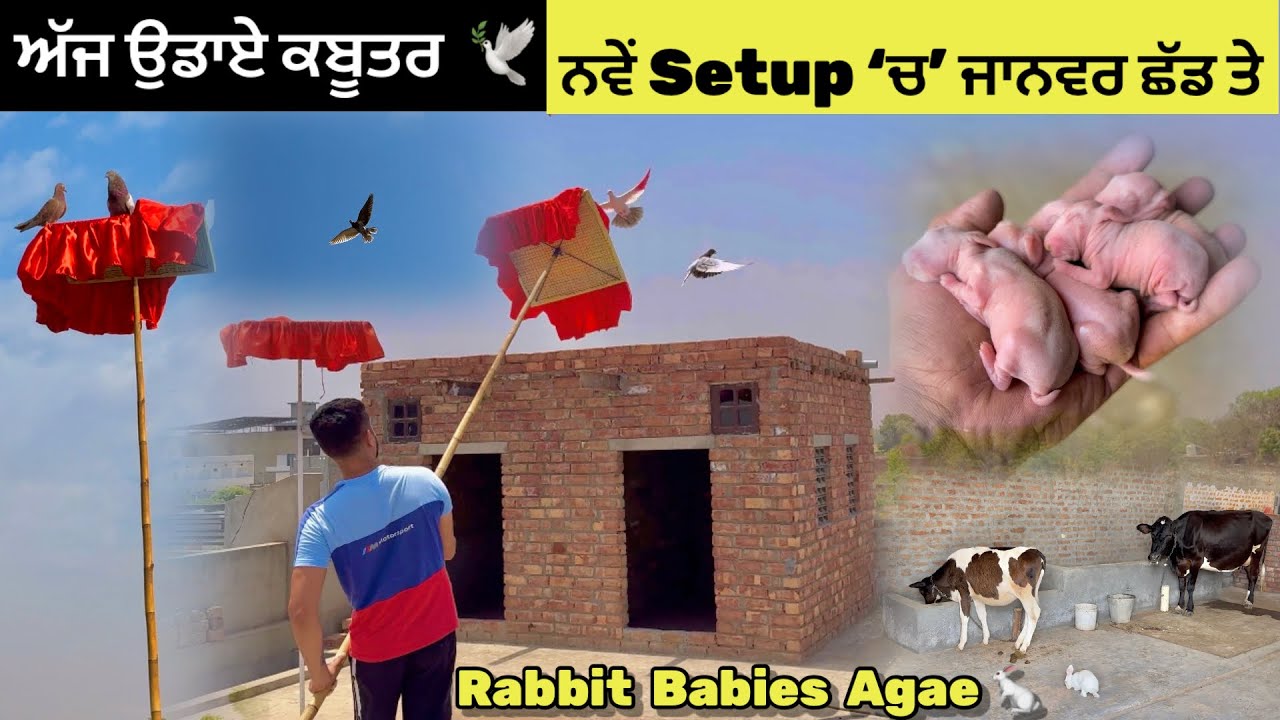 ਅੱਜ ਉਡਾਏ ਵੱਡੇ ਬੱਚੇ 🕊️|| ਨਵੇਂ Setup ‘ਚ’ ਜਾਨਵਰ Shift ਕਰਤੇ ❤️|| ਖਰਗੋਸ਼ਣੀ ਨੇ ਬੱਚੇ ਦੇਤੇ 😍|| 