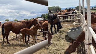 Charges elevated for Colorado man accused of 84 counts of animal abuse
