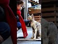 ash story#cartoon #cartoon video #cartoons for kids #cartoon cat #cartoon cat song #FantasyStories-7