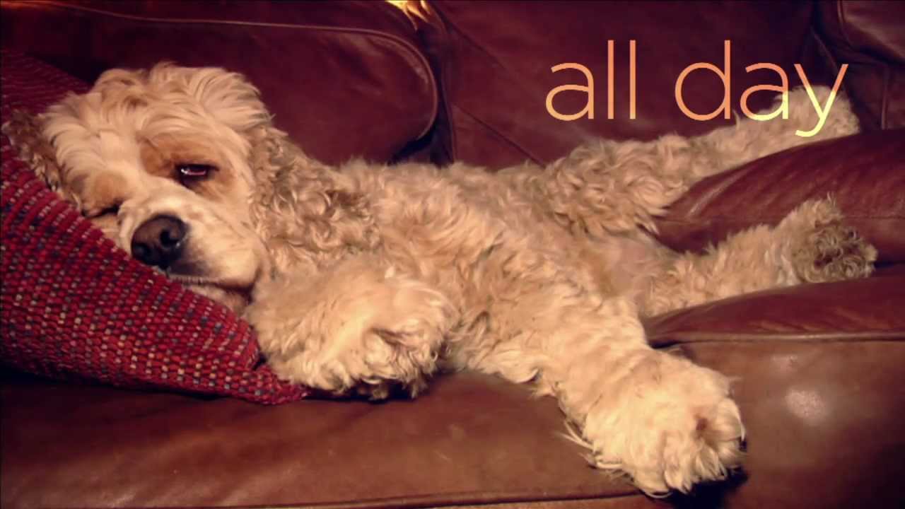 Your Dog is Home Alone [DogTV] YouTube