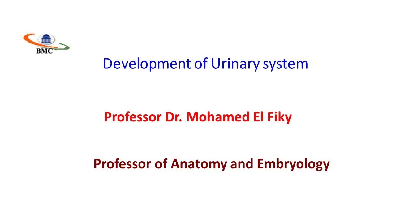 Development of urinary system