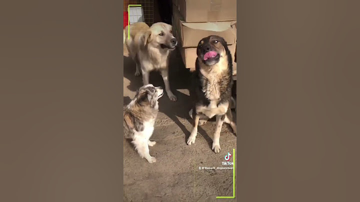 #caini #dog #dogsanctuary #rescueddog #câini #doglover #animal #dogowner
