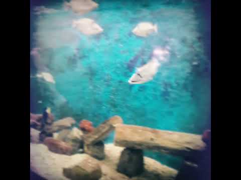 فيديو قصير عن الاسماك فى متحف الاحياء المائية 