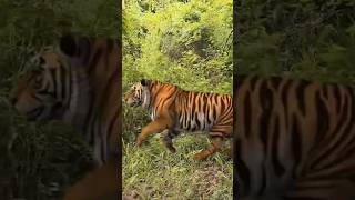 #survival Lost in the dangerous forest #shorts