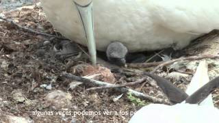 The Gannets of Bonaventure Island