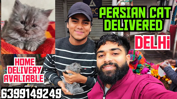 Video 7138111: persiancat cat pets, persian cat kitten, cute persian cat, cat pets happy