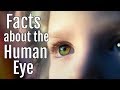 Understanding the Human Eye